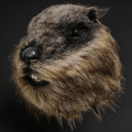 NightNineMask Furry Groundhog Latex Mask, Realistic Animal